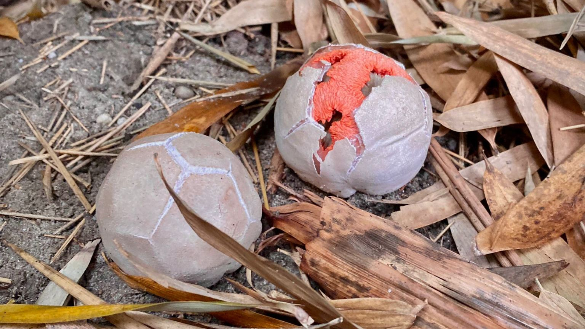 Bijzondere vondst in voortuin: 'Hij stinkt enorm'