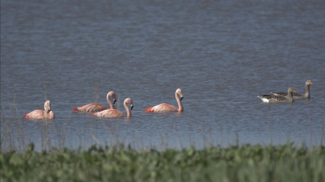 Flamingo's in de IJssel