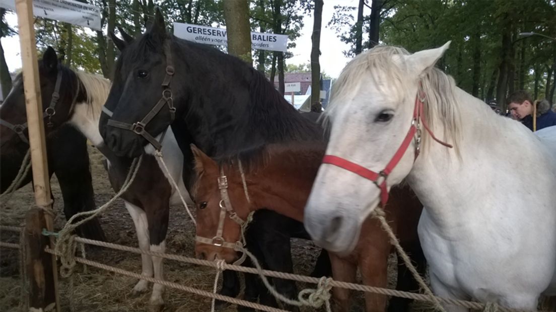 Paarden op de Zuidlaardermarkt (Rechten: RTV Drenthe / Frits Emmelkamp)