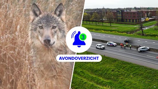 Nieuwe wolvenroedel, drukte op A12 en ongeval op bouwplaats op 9 april