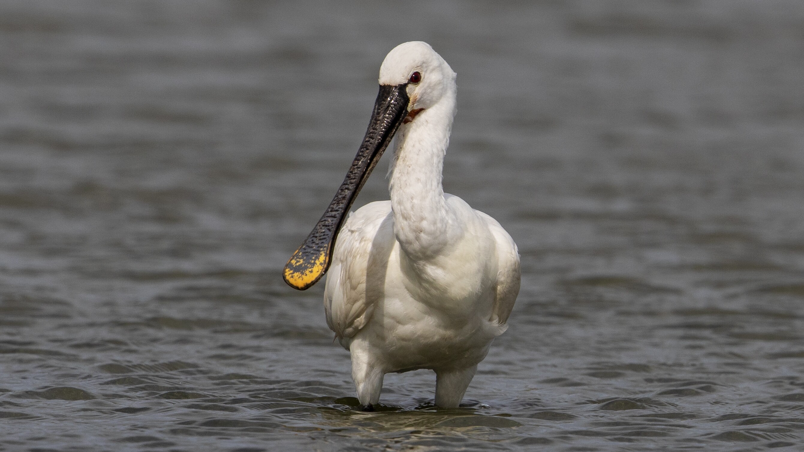 De nieuwe band Solanum heeft een dode vogel uit Schiermonnikoog als derde bandlid