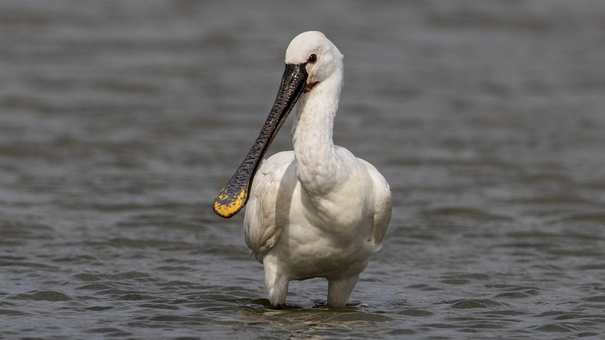 De nieuwe band Solanum heeft een dode vogel uit Schiermonnikoog als derde bandlid