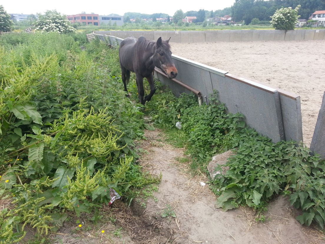 Rotterdamse pony wordt 40