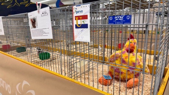 Vogelgriep gooit roet in het eten bij pluimveeshow: 'Een schande'