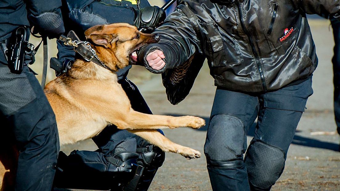 Politiehond bijt tijdens oefening, archieffoto