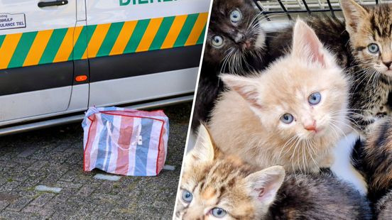 Zeven kittens gevonden in dichtgeritste boodschappentas