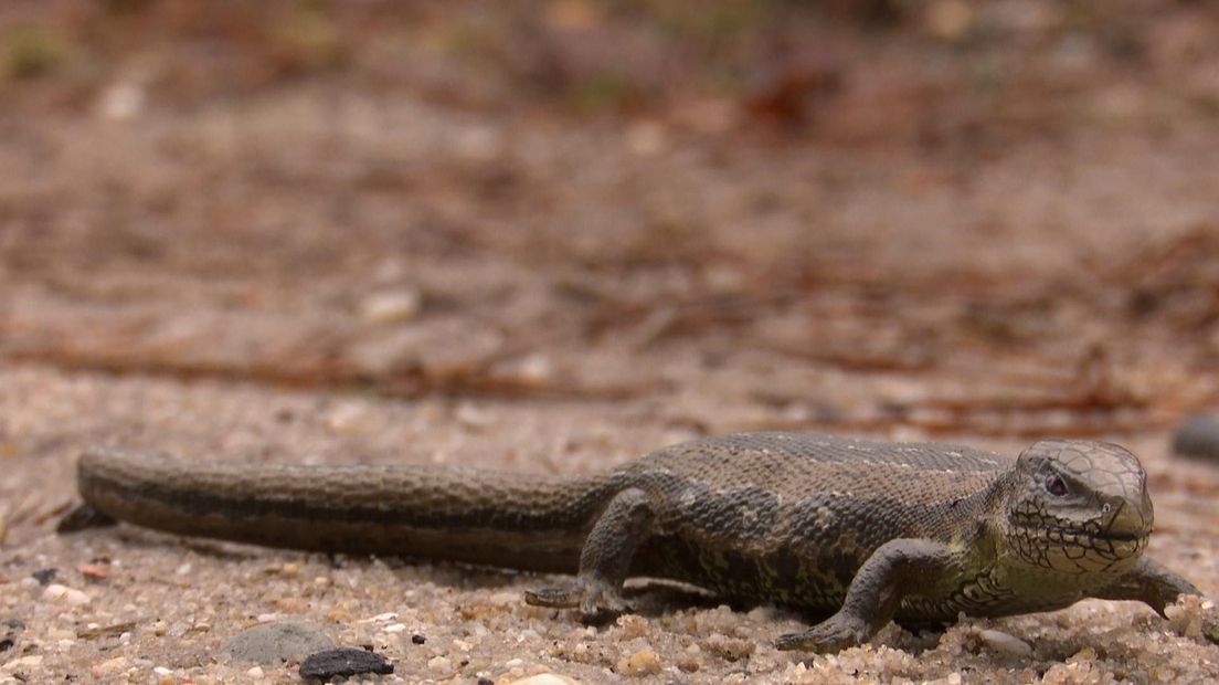 Zandhagedis op de Sallandse Heuvelrug