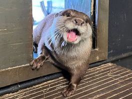 Otter Max niet meer eenzaam door komst nieuwe vriendin bij Sea Life