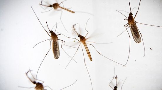 GGD waarschuwt voor muggenbeten, westnijlvirus ligt op de loer Home