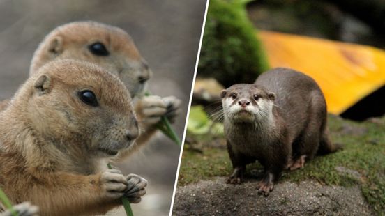 Mannen met trailer vol exotische dieren voor de rechter: tienduizenden euro's boete geëist