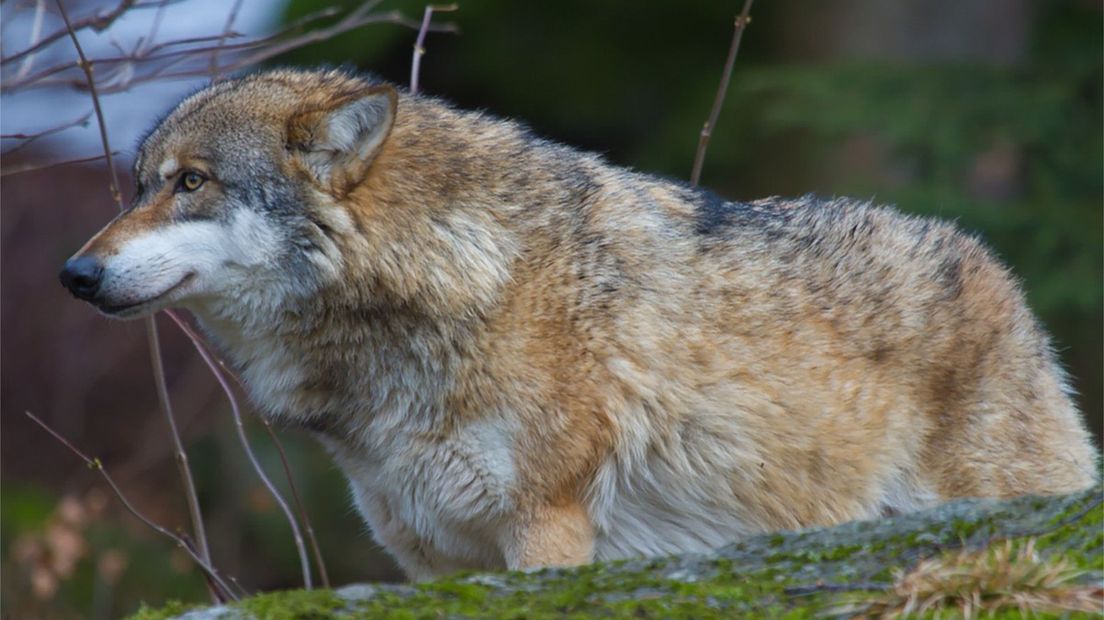 De wolf (Rechten: Saxifraga/Jan Nijendijk)