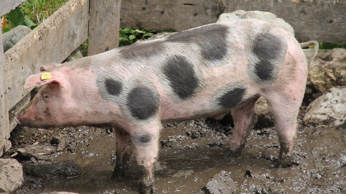 Ruud Pothoven uit Arnhem heeft een droom: het bouwen van een mobiele slachterij voor varkens. Want dat is beter voor dier én mens, zegt hij. Het vervoer van de stal naar de slachterij is volgens hem namelijk de meest stressvolle tijd voor een varken.