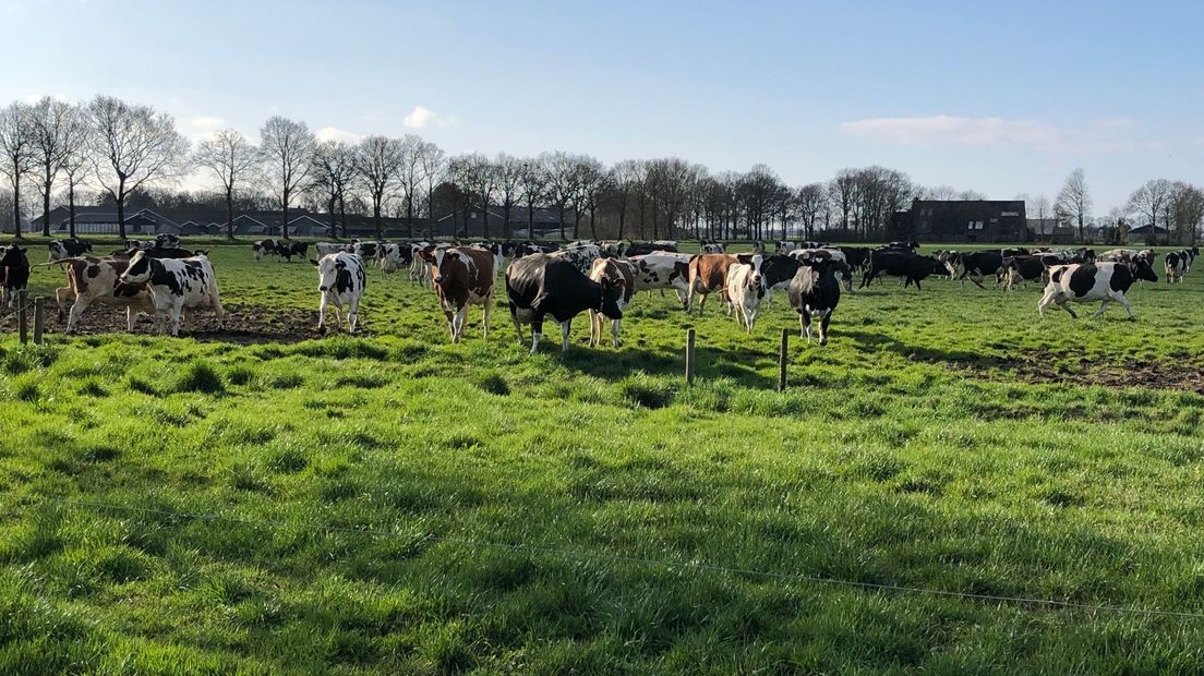De koeien dartelen door de wei in Witteveen