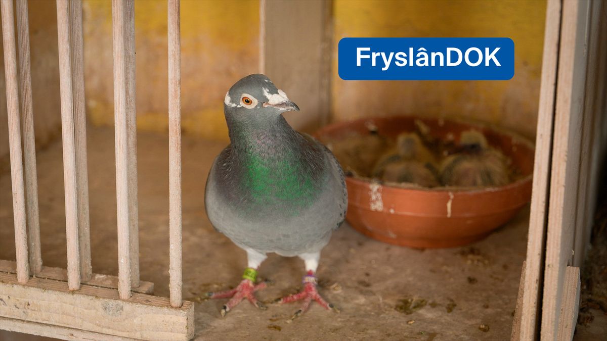 De risico's van de duivensport: 