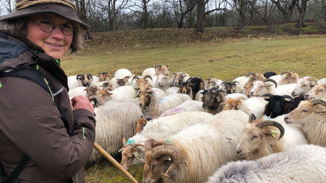 Herderin Judith Prins met kudde schapen die Meyendel onderhouden