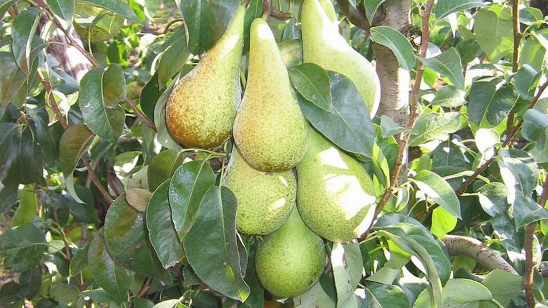 De perenoogst is veelbelovend.