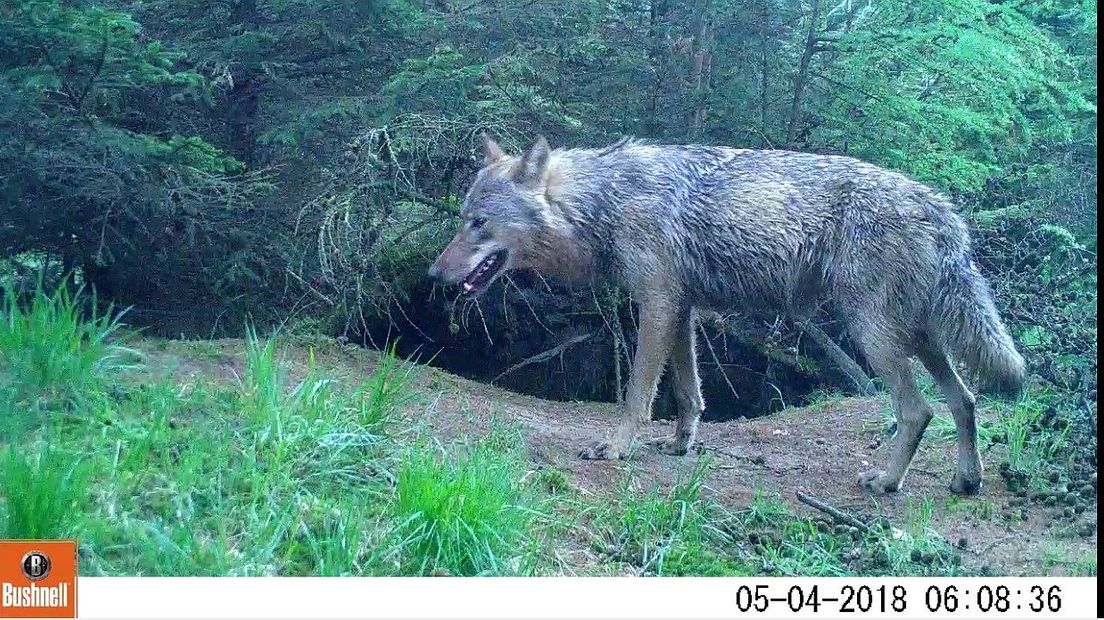 De wolf die even in Drenthe zat (Rechten: Staasbosbeheer)