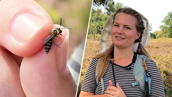 Wilde bijen en zweefvliegen hebben het zwaar: ‘Elke kleine roetbij is een hoera-moment: gelukkig ben je er nog’