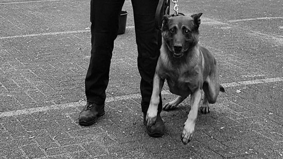 Een politiehond snuffelde zich een weg naar de motorcrosser.