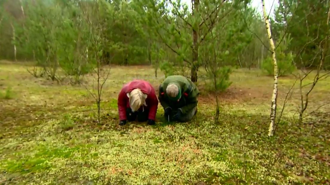 Pauline en Loes bekijken korstmossen van dichtbij (Rechten: RTV Drenthe)