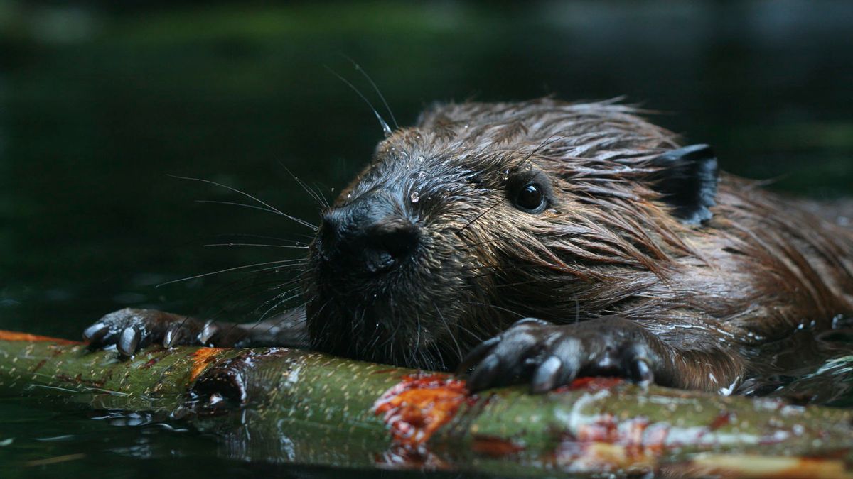 Bever terroriseert bomen in Kasteeltuinen Arcen