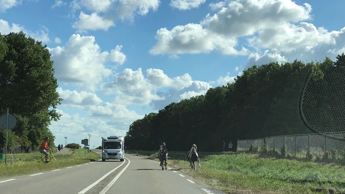 De twee paarden renden na hun ontsnapping de N57 op