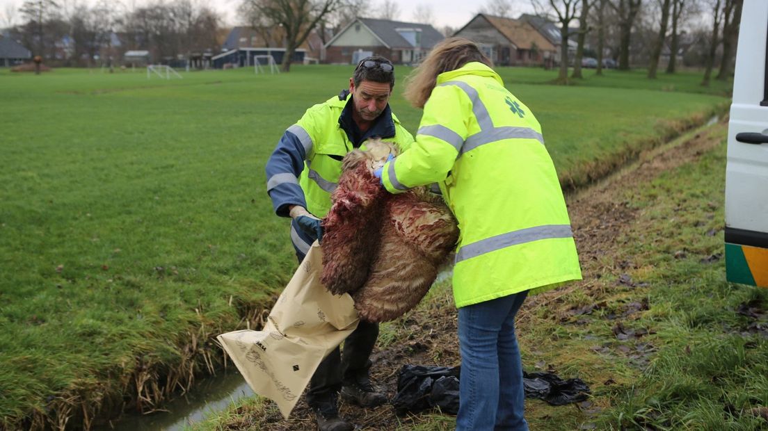 Medewerkers van de dierenambulance hebben alles opgeruimd.