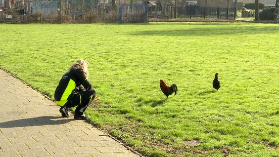 Hanen kukelen al weken woonwijk wakker, maar oplossing lijkt in zicht Nieuws