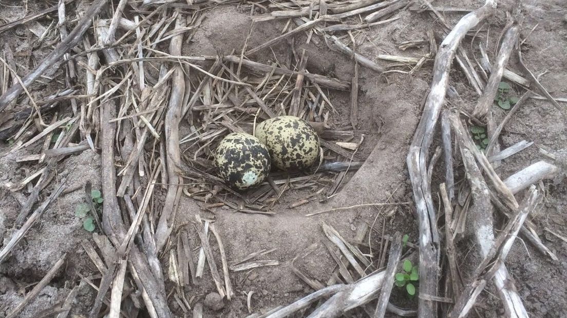 De eerste gevonden eieren (Rechten: Landschapsbeheer Drenthe)