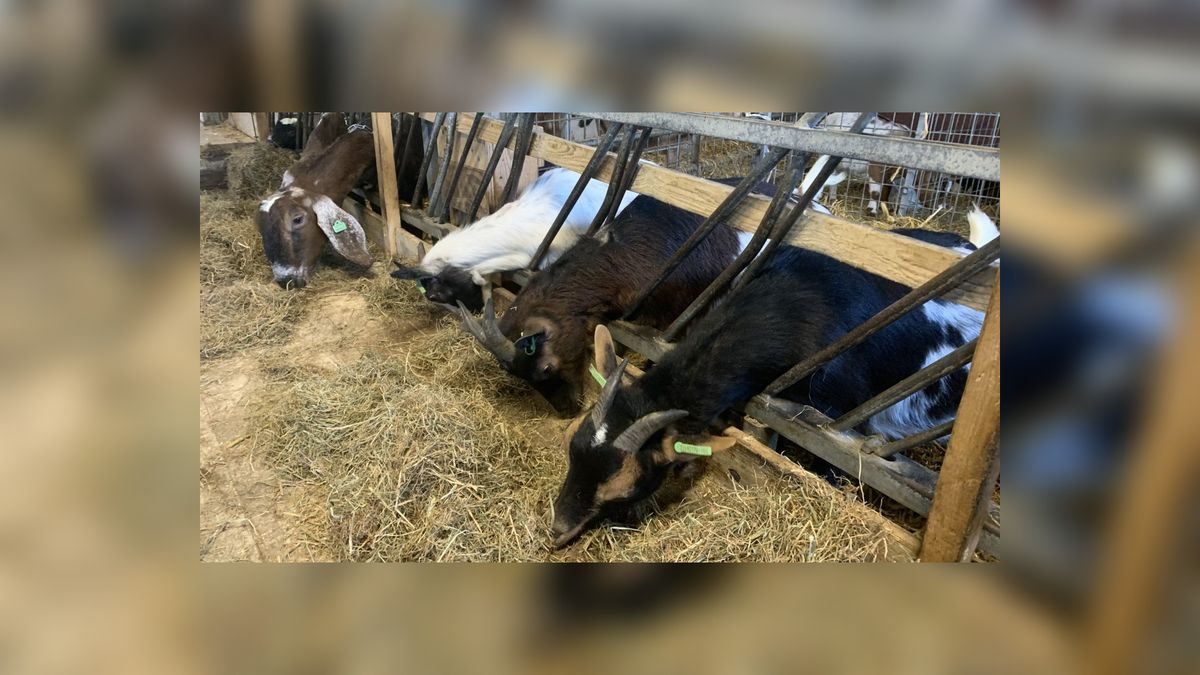 Geen geitenhouderij in Reduzum: 