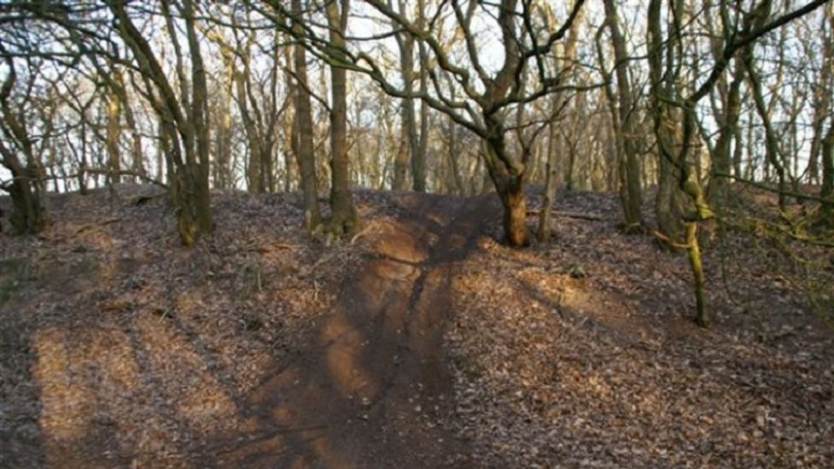 Natuurmonumenten boos over illegale kap in Wapserveen