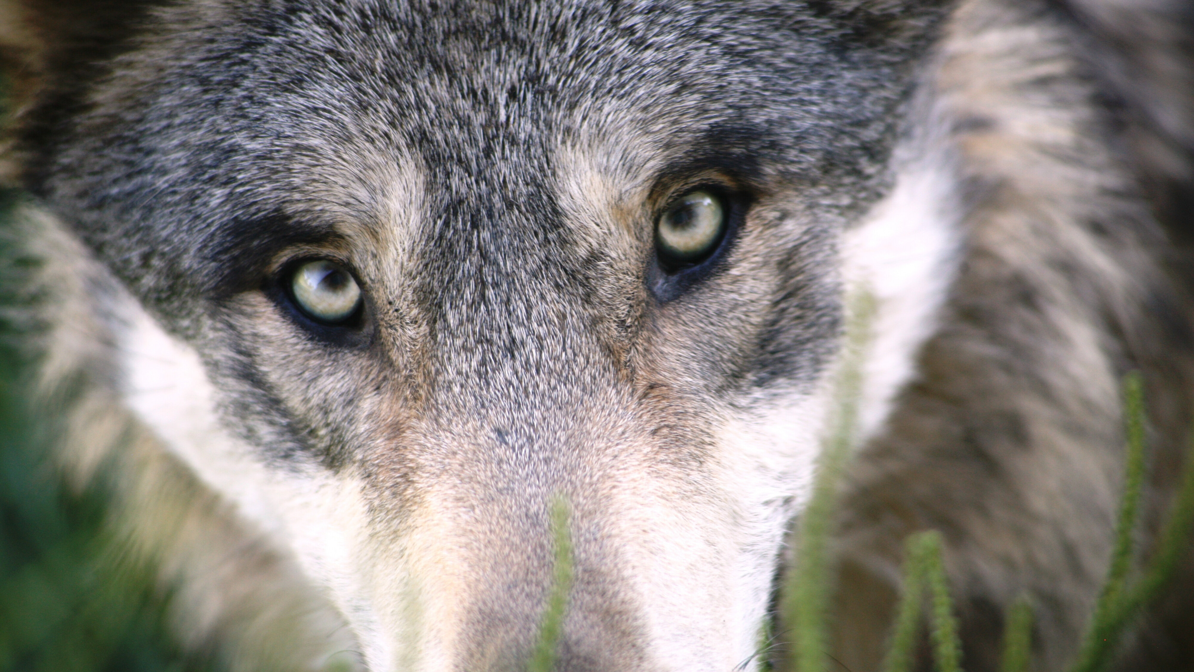 It iene stek is it oare net: sa hâlde je de wolf by de skiep wei