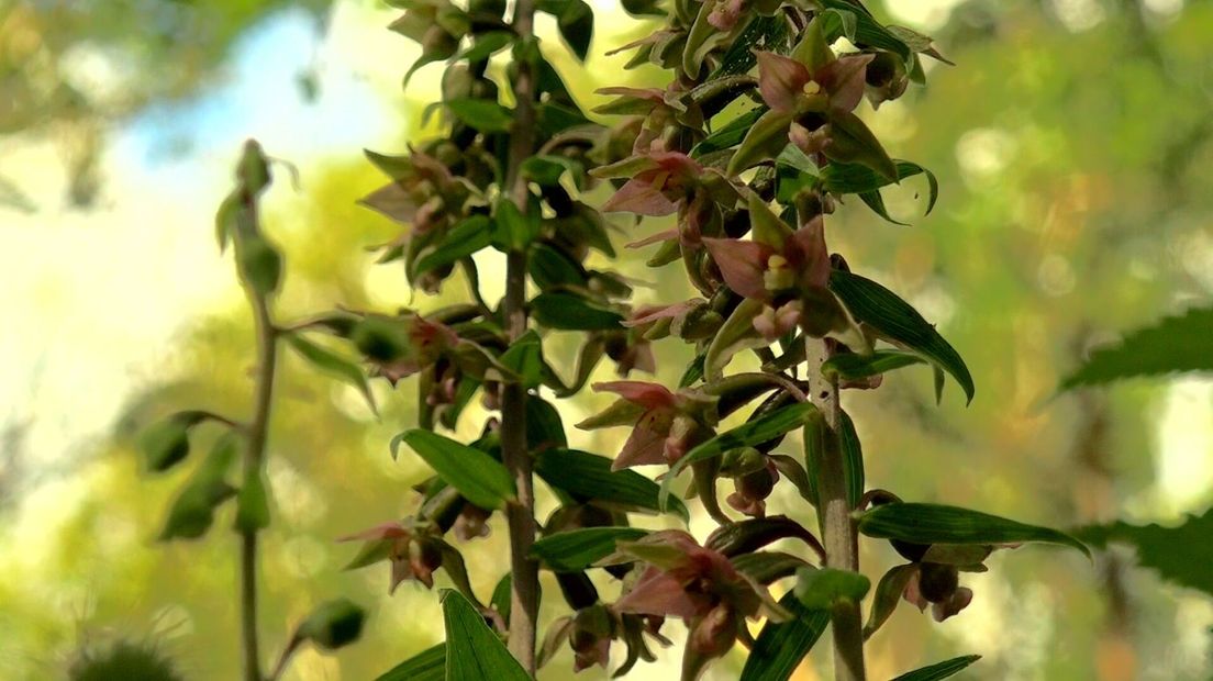 Deze wespenorchis heeft verschillende roodtinten