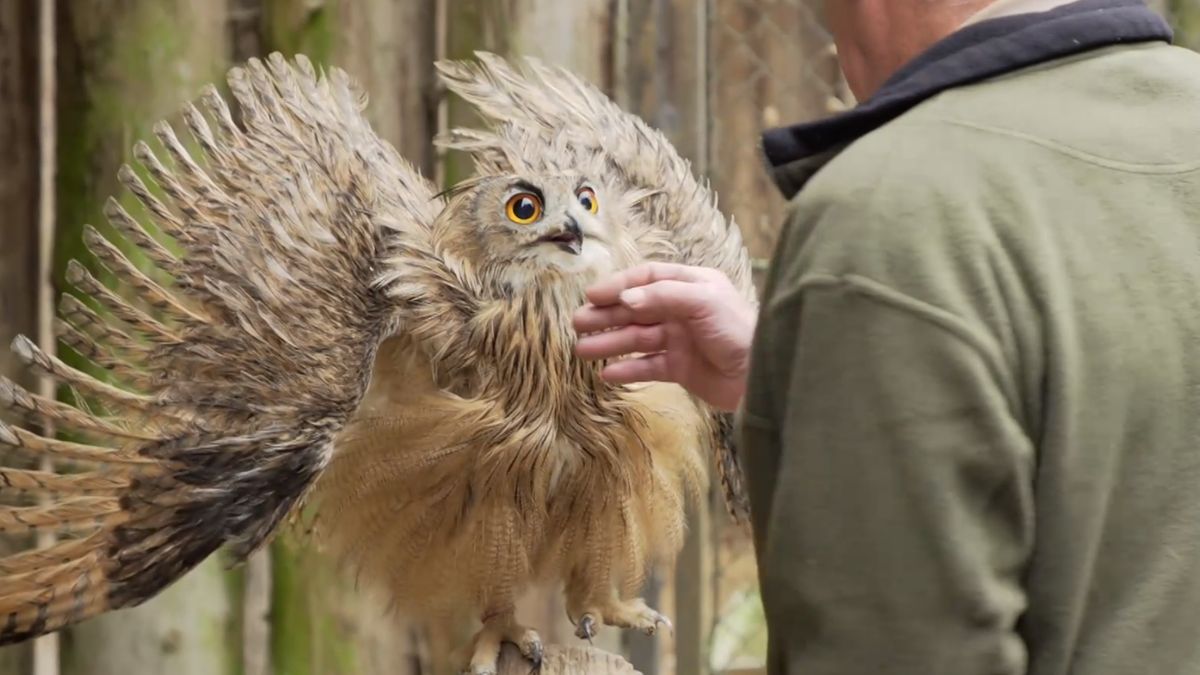 Natuur en Zo TV: boswachterij de Kievit in Beringe
