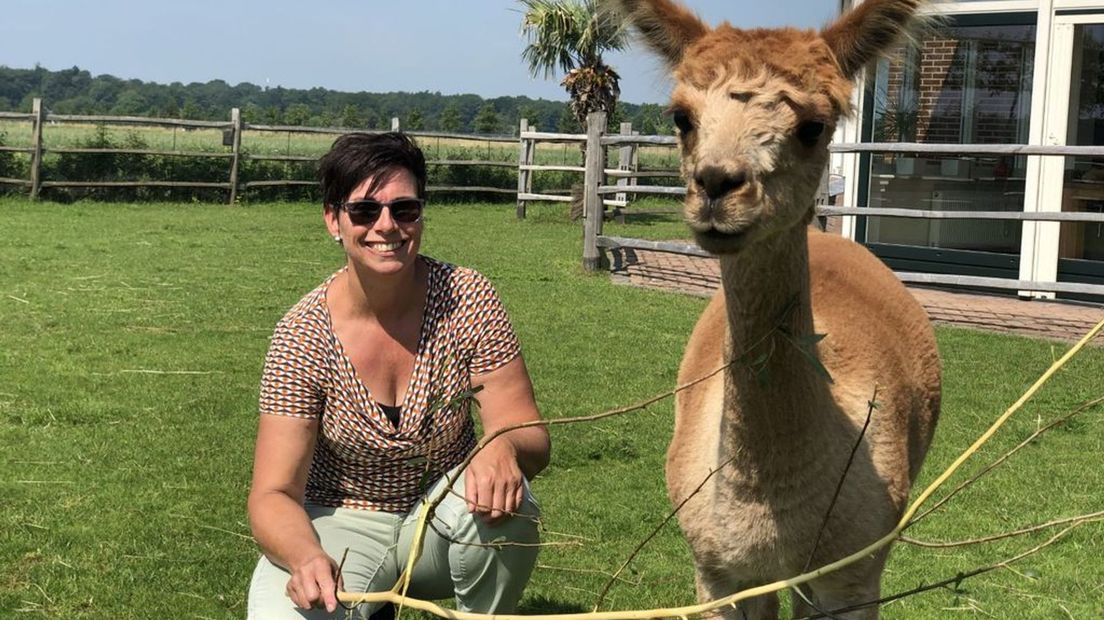 Wilma vindt de nodige rust en ontspanning bij haar alpaca's