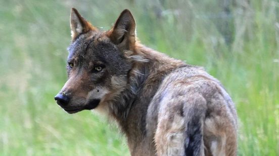 Deze website laat zien waar de wolf is gespot