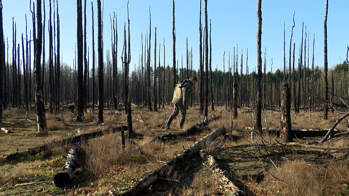 Spanning en sensatie voor ecologen: zeldzame soorten duiken op in verbrand bos Clinge