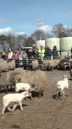 Kraomschudd'n op Holtingerveld
