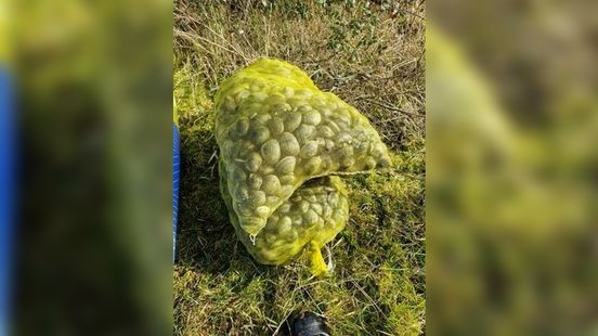 Stropers betrapt tijdens het opvissen van 158 kilo tapijtschelpen: 'De mannen brachten zichzelf in gevaar' Nieuws