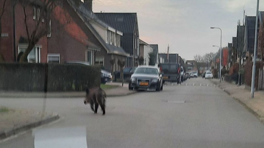Lutje Klok zag het wilde zwijn zondagmiddag lopen na een wandeling in het Luntersche Buurtbosch
