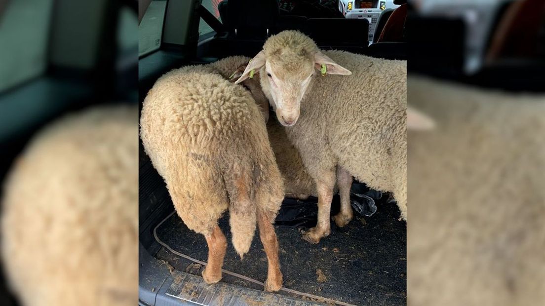 Deze schapen gaan weer terug naar Brabant.