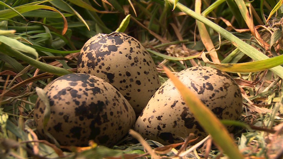 Weidevogelkaas uit polder Mastenbroek