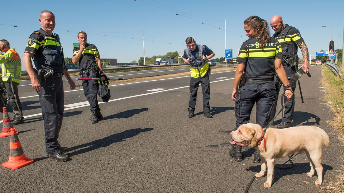 De hond werd na drie kwartier gevangen.