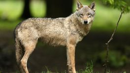 'Brussel moet beheer wolf mogelijk maken'