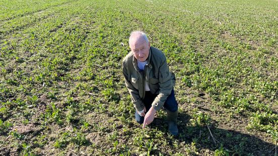 Het is Bram weer gelukt: het eerste Gelderse kievitsei is gevonden