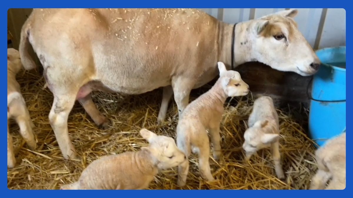 Eén schaap, zes lammetjes op boerderij in Grijpskerk