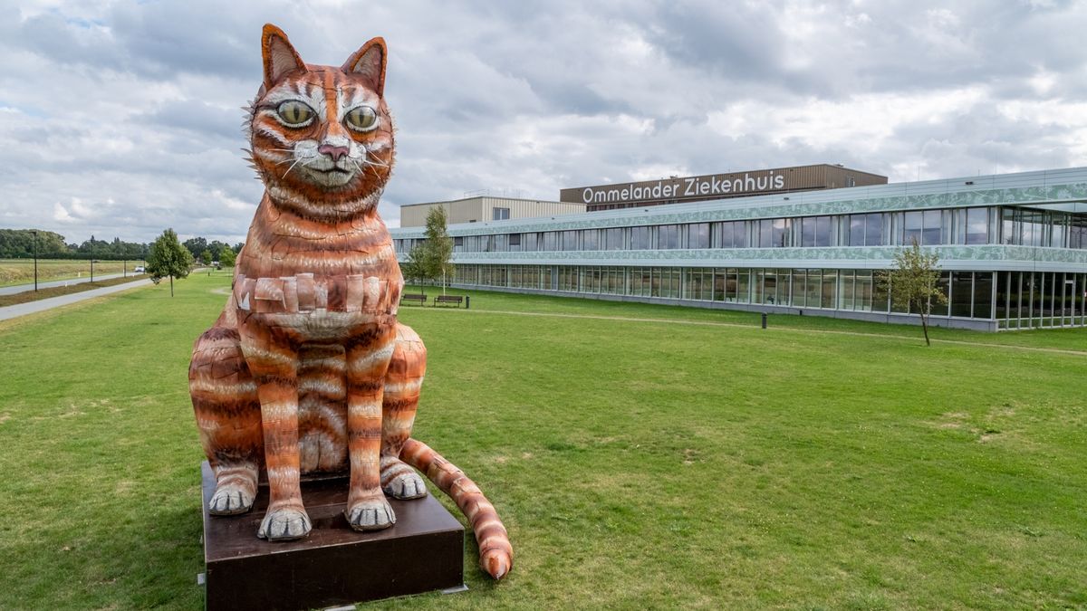 Metershoge Noorderzon-kat duikt op in Scheemda
