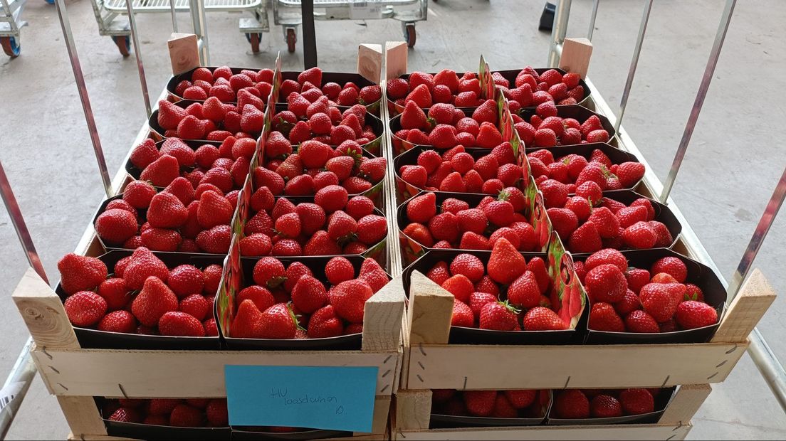 Deze aardbeien zijn net geplukt en staan klaar voor transport naar de supermarkt