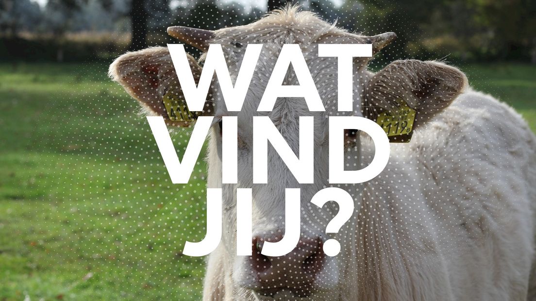Wat vind jij?