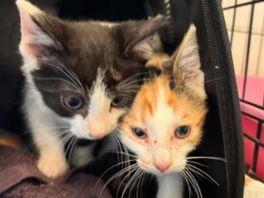 De twee kittens zitten onder de vlooien